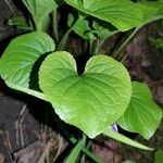 Viola mirabilis ഇല