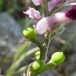 Fumaria gaillardotii Fruit