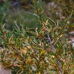 Cercocarpus ledifolius Leaf