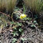 Potentilla ranunculoides Leaf