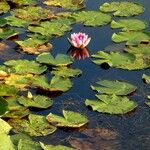 Nymphaea candida Лист