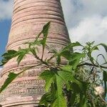 Tithonia diversifolia Blad