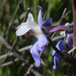 Delphinium recurvatum Λουλούδι