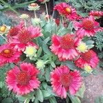 Gaillardia aristataКветка