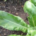 Calendula officinalis Blad