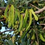 Ceratonia siliqua Fruit