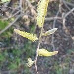 Salix lasiolepis Kukka