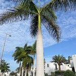 Roystonea regia Casca