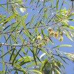 Acacia fimbriata Blad