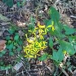 Senecio ovatusFlor