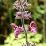 Stachys sylvatica Fleur