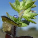 Veronica arvensis Flors