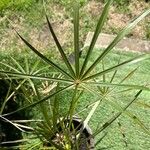 Coccothrinax barbadensis Hoja