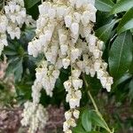 Pieris formosa Flower