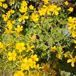 Ranunculus cortusifolius Fleur