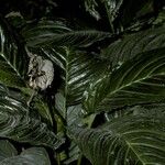 Tacca integrifolia Flower