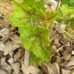 Tiarella cordifoliaЛист