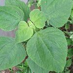 Tithonia rotundifolia Leaf