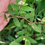 Euphorbia nutans Fuelha