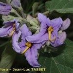 Solanum vespertilio Žiedas