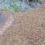 Azolla filiculoides عادت داشتن