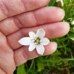 Ornithogalum gussonei Цвят