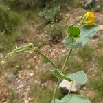 Coronilla scorpioides Other