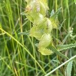 Rhinanthus minor Owoc