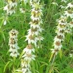 Monarda citriodoraFlower