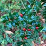 Ilex pernyi 葉