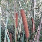 Typha latifolia Blomst