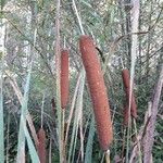 Typha latifolia Flor