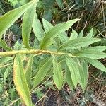 Solidago chilensis 葉