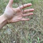 Bothriochloa bladhii Fiore