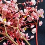 Begonia quaternata Květ