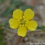 Tribulus terrestris 花