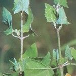 Atriplex prostrata Foglia