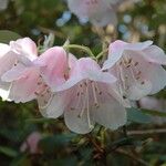 Rhododendron williamsianum 花