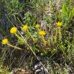 Petrosedum montanum Elinympäristö