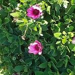 Dimorphotheca fruticosa Blomma