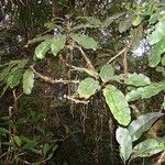 Pycnandra griseosepala Hábito