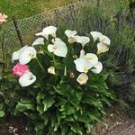 Zantedeschia aethiopica Habitus