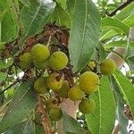 Arbutus canariensis Fruit