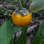 Solanum dimidiatum Fruit