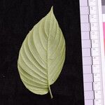 Rhynchoglossum obliquum Leaf