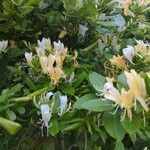 Lonicera japonicaÇiçek