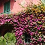 Bougainvillea glabraVirág