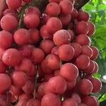 Schisandra chinensis Fruit