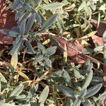 Cerastium tomentosum Leaf