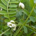 Astragalus hamosus Kukka